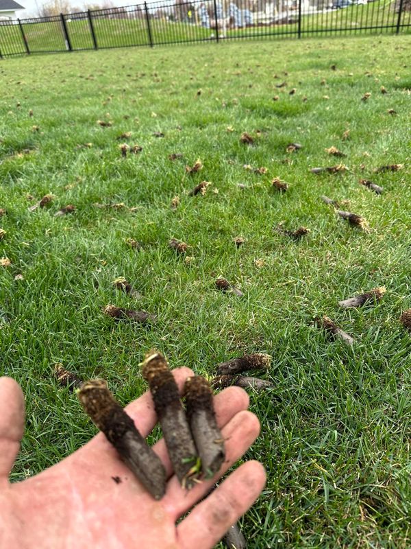 Aeration and Overseeding