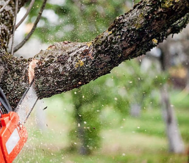 Tree Trimming