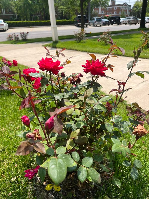 Landscaping