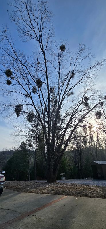 Hazardous Tree Services