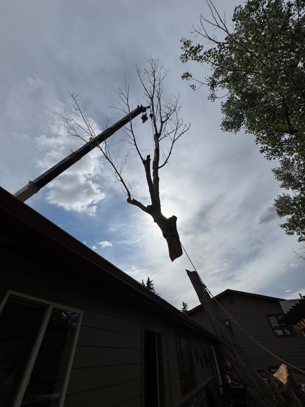 Stump Removal