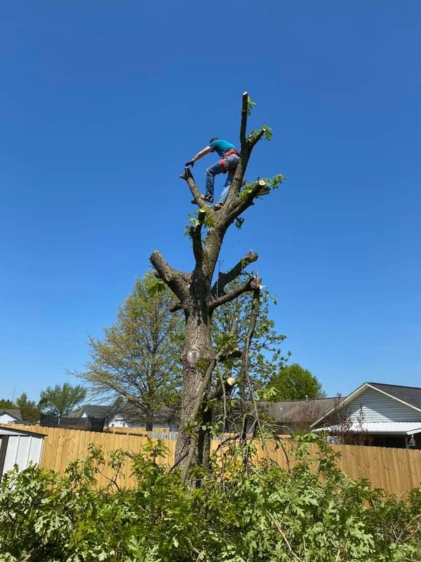 Tree Removal