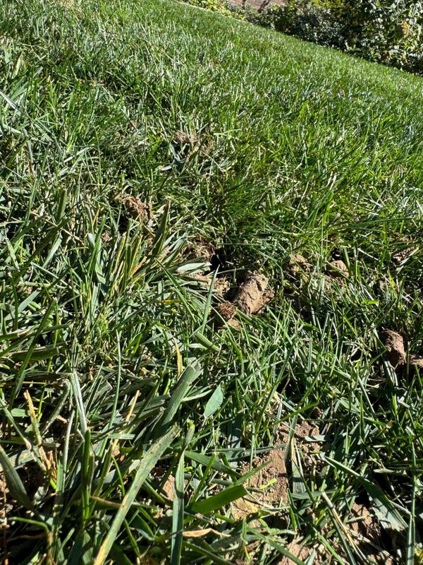 Lawn Aeration