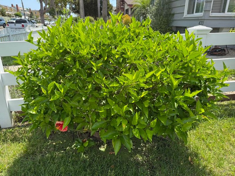 Tree & Shrub Care