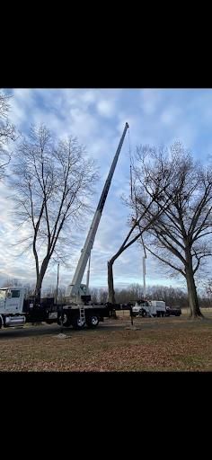 Tree Removal