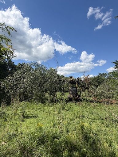 Hazardous Tree Removal