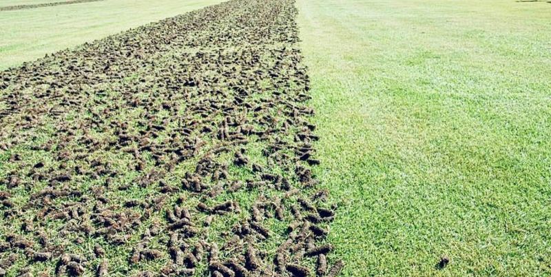Core Lawn Aeration/Seeding