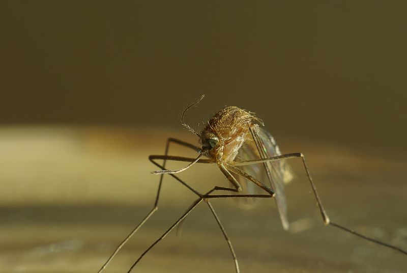 Mosquito Control