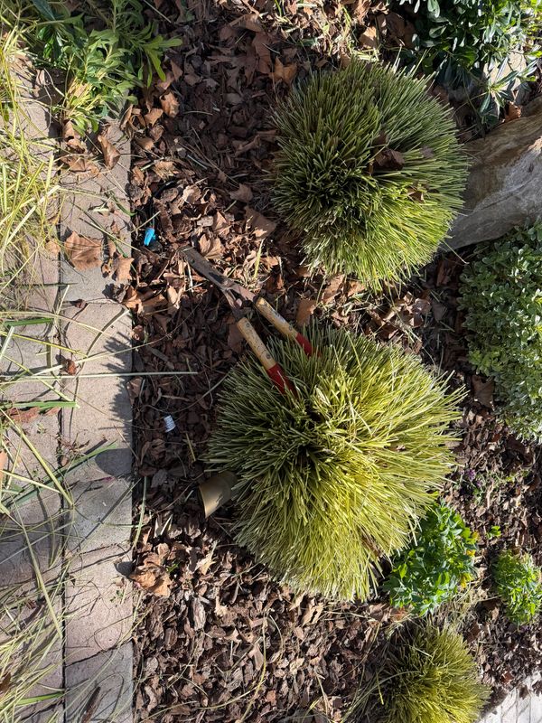 Shrub Trimming