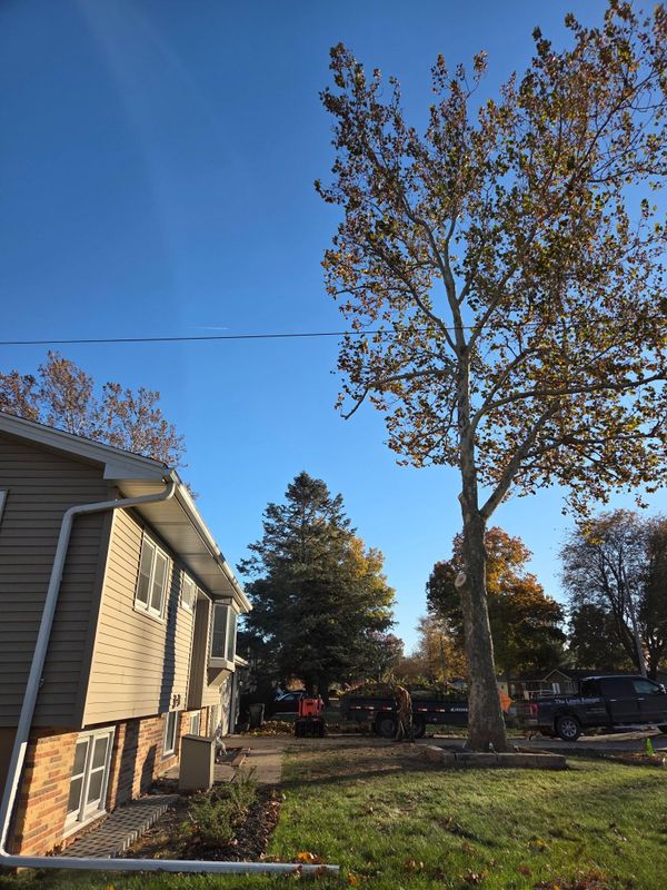 Tree Trimming