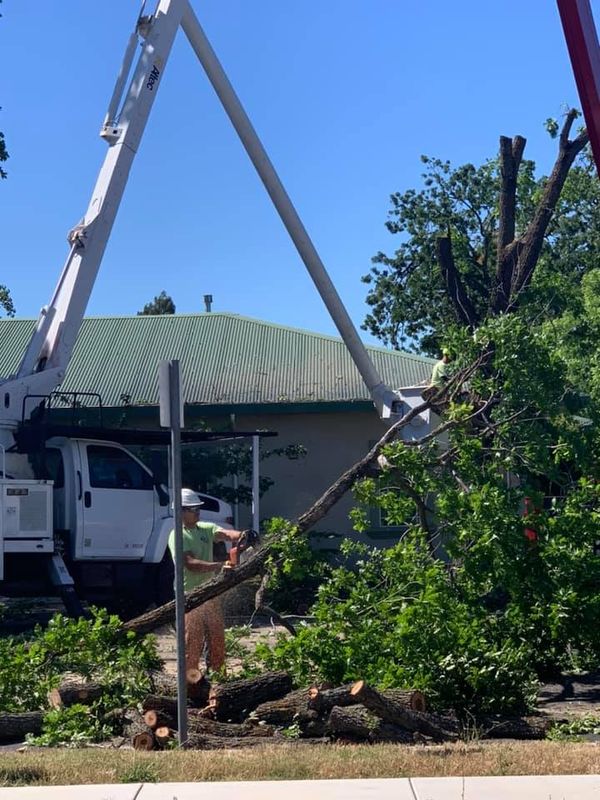 Tree Removal gallery