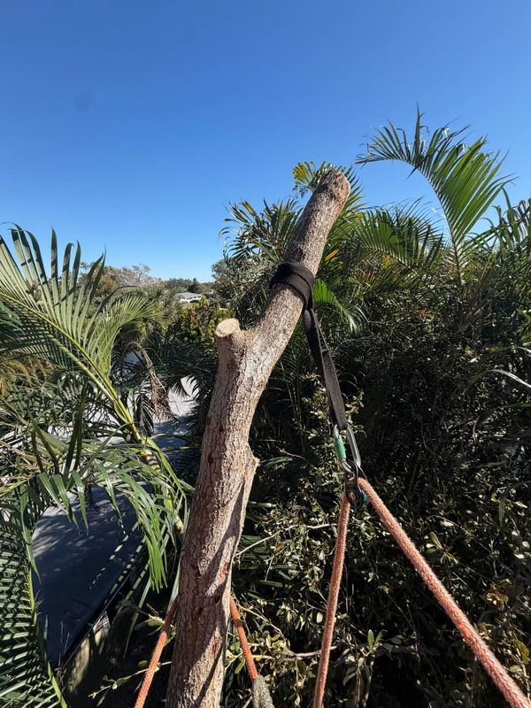 Tree Trimming
