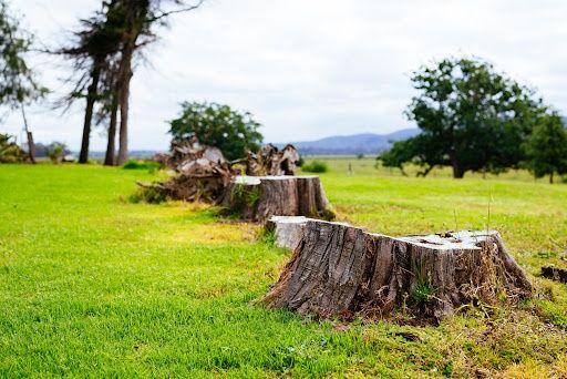 Tree Removal
