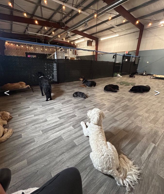 Open Play Daycare