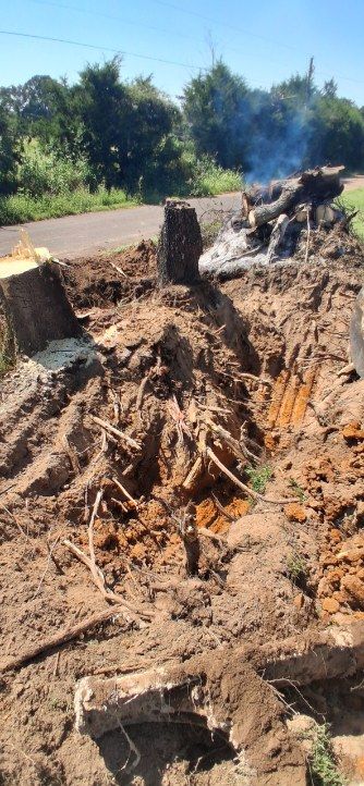 Tree & Brush Removal