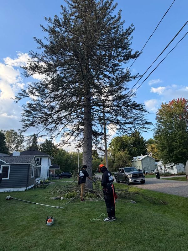 Tree Trimming