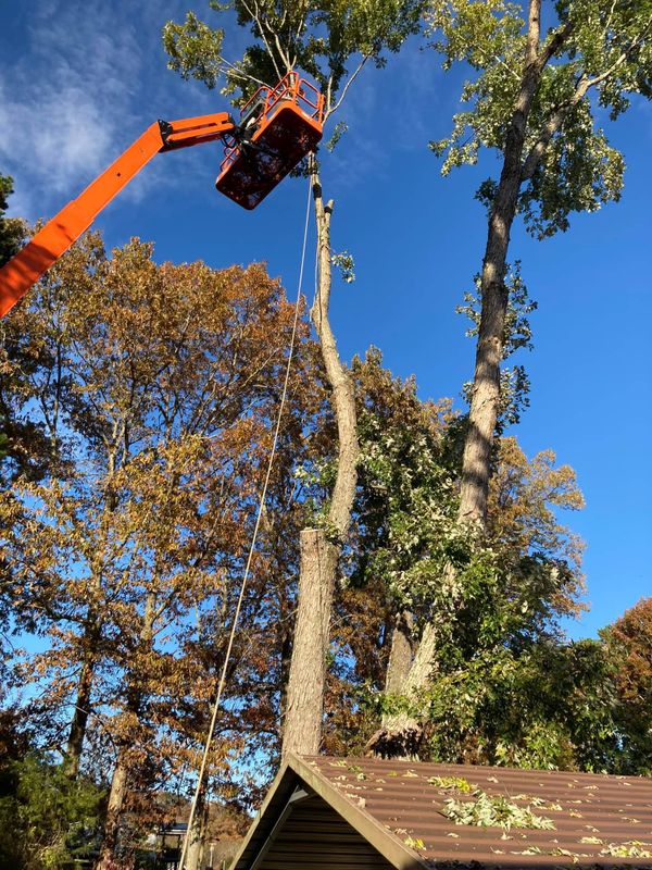 Tree Removal gallery