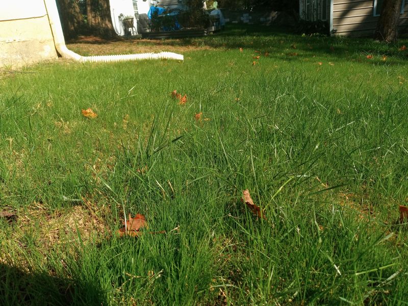 Grass Up