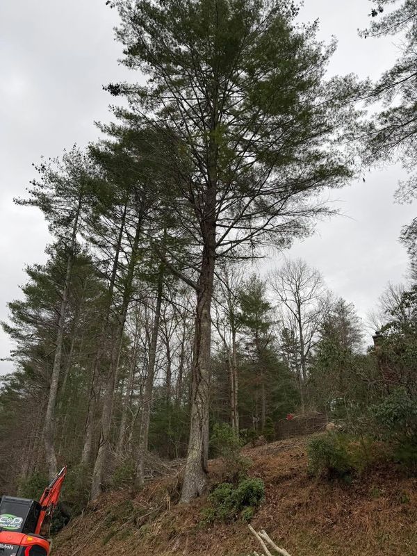 Tree Removal