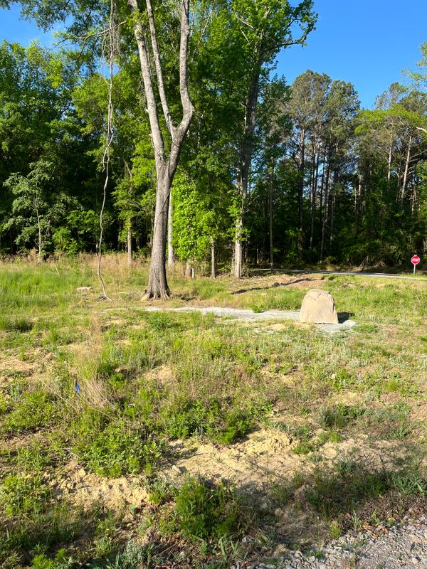 Stump Removal