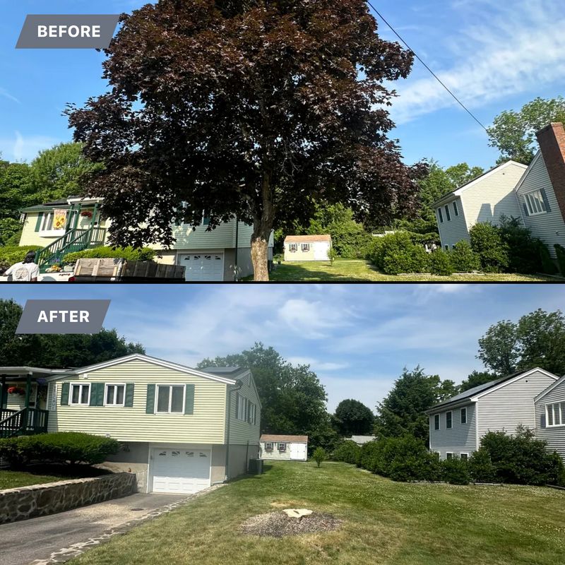 Tree Removal gallery