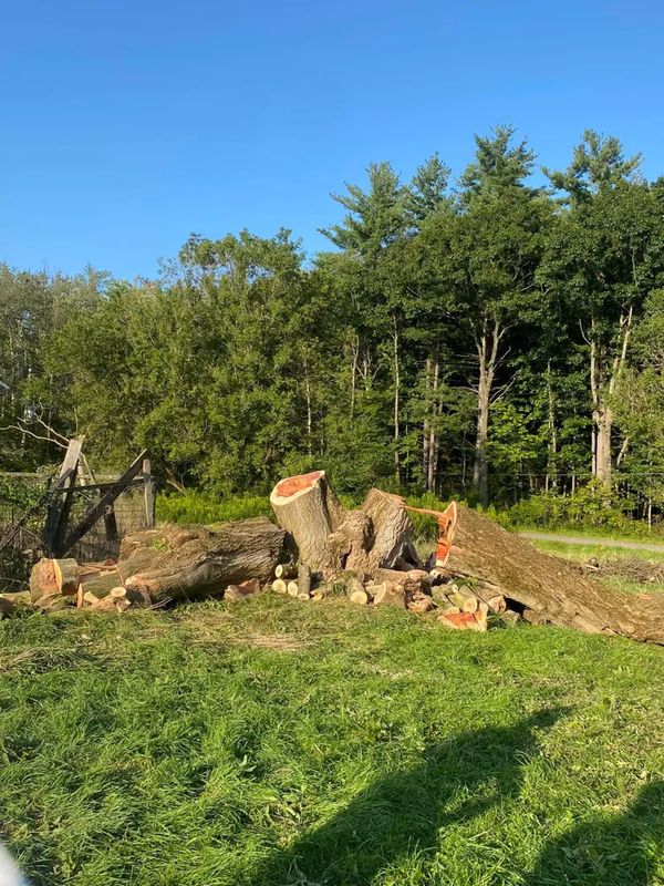 Tree Removal gallery
