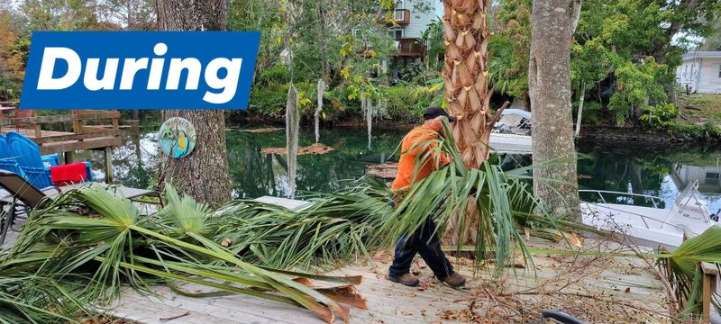 Tree Trimming
