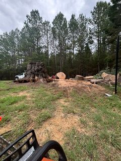 Tree Removal