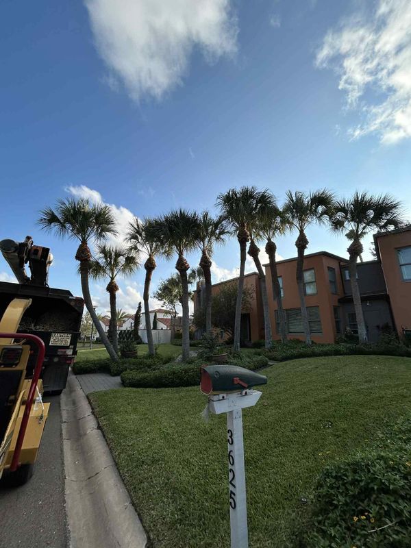 Tree Services