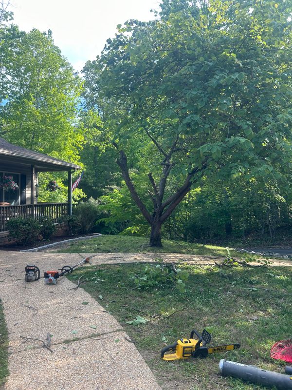 Tree Removal & Limbing 