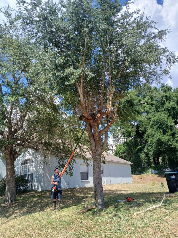 Tree Services