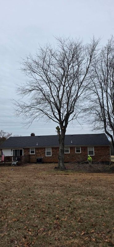 Emergency Tree Services