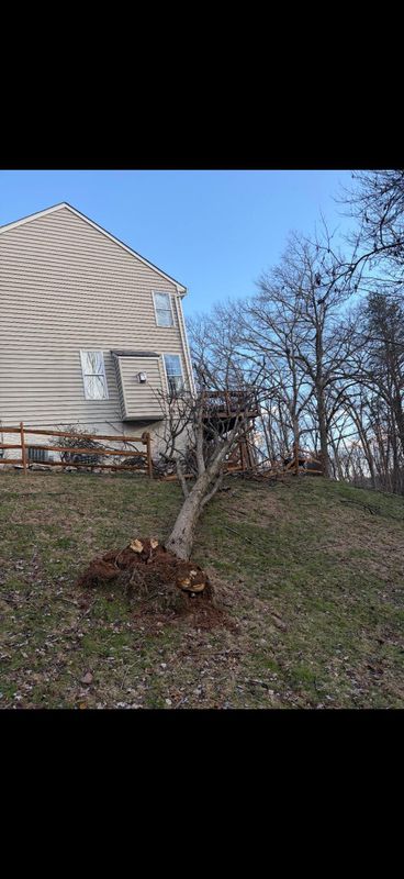 Stump Grinding
