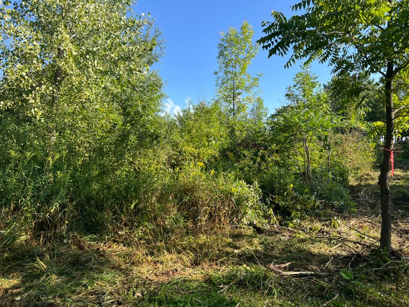 Forestry mulching