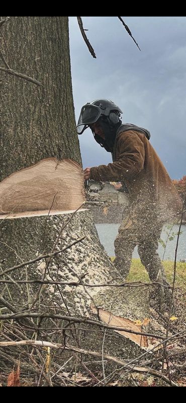 Tree Removal