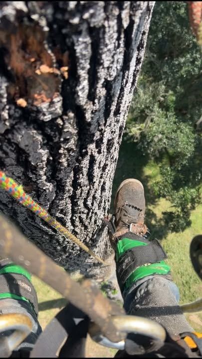 Tree Removal