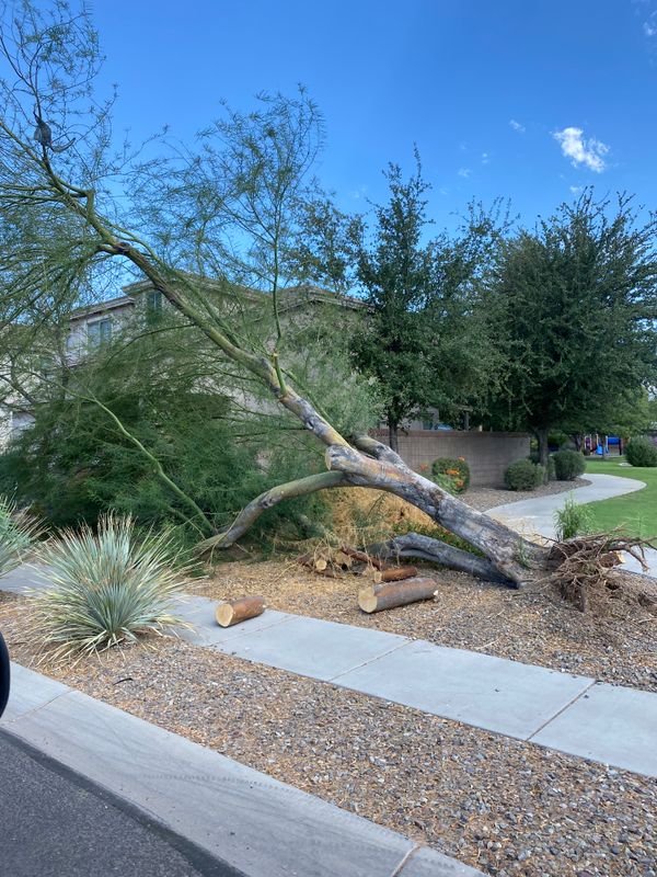 Tree Removal Services