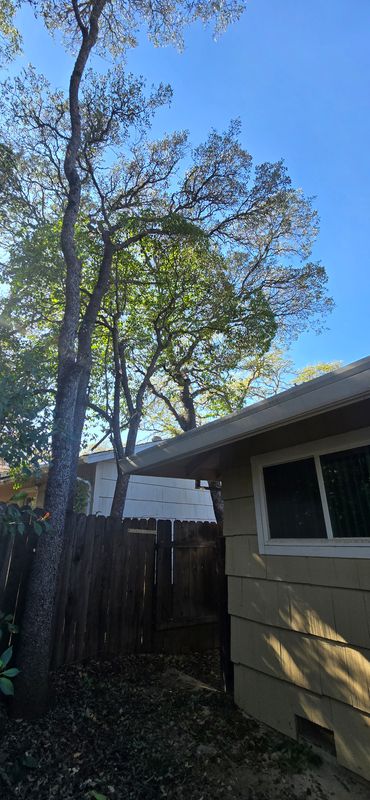 Buy a new house? Insurance demanding roof clearance?