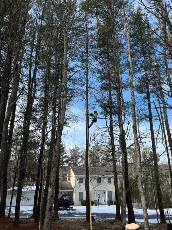 Tree trimming 