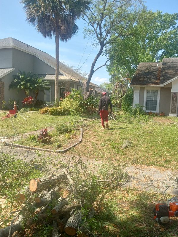 Tree Services