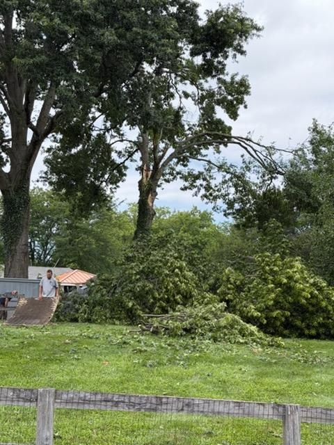 Tree Prunning