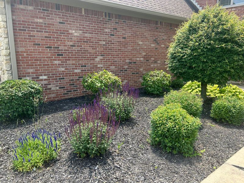 Shrub Trimming
