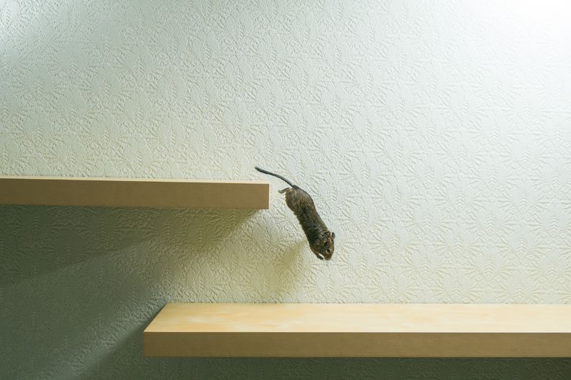 Rodent Control