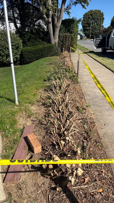 Stump Removal