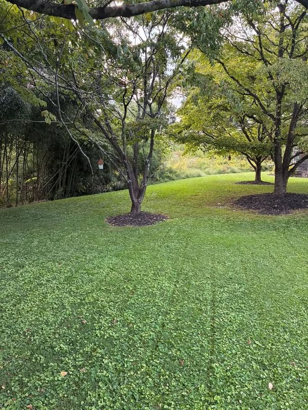 Tree & Shrub Care