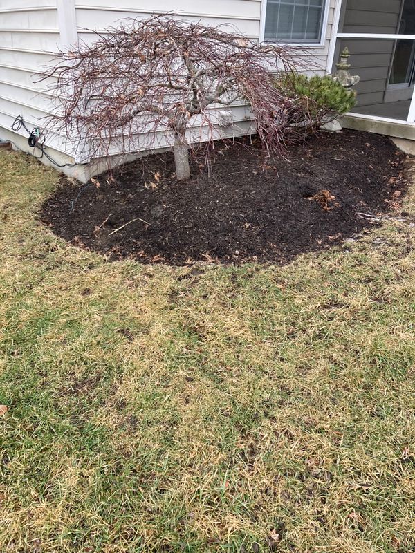 Stump Removal