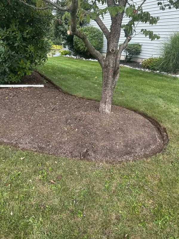 Tree and Shrub Care
