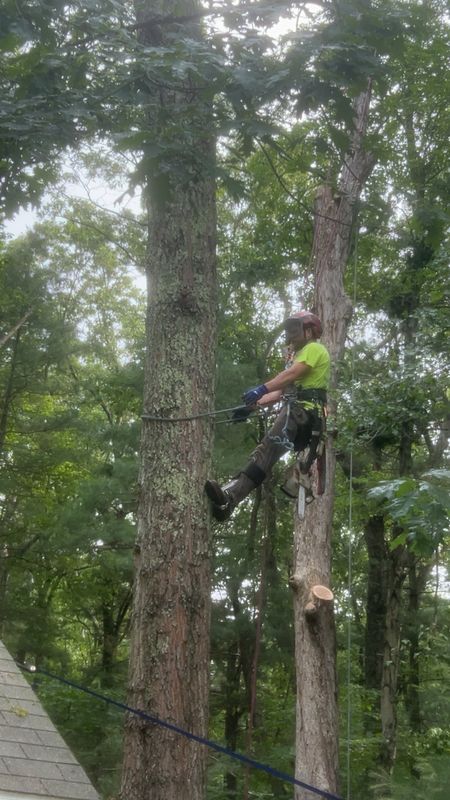 Tree Trimming