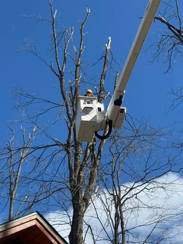 Tree Removal