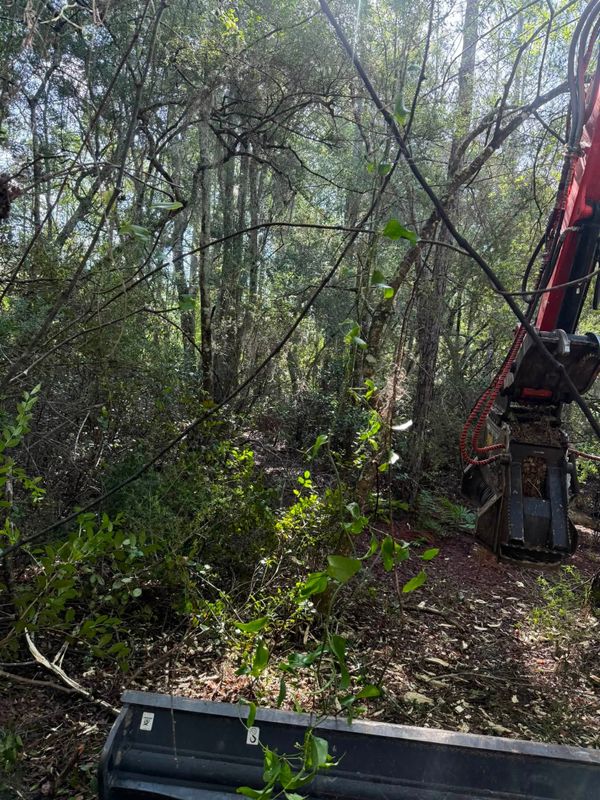 Land Clearing
